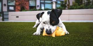 As i've said before, at its core aptive is a door to door company, not so much a pest control company. Are Flea Bombs Safe For Pets Aptive Environmental