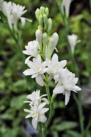 11 Fragrant Night Blooming Flowers That Will Make Your Evenings So Much Lovelier Night Blooming Flowers Blooming Flowers Fragrant Plant