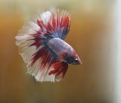 Captive Bettas Enjoy A Diversity Of Foods But Prefer A Meat Based Diet Many Of Them Enjoy Feasting On Sma Siamese Fighting Fish Betta Fish Tank Beautiful Fish