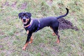 .the doberman rottweiler mix is a cross between a doberman pinscher and a rottweiler. Kenzo Erganzende Beschreibung Tierheim Flensburg