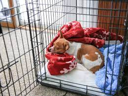 We did not find results for: Crate Training Mspca Angell