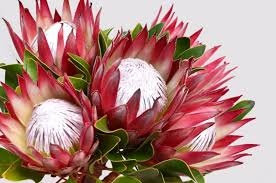 Pin On Information On Growing Protea
