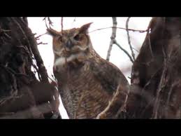 Scary owl soundsowl hootingowl screechinganimal sounds. Why Do Owls Hoot At Night Some Cool Owl Facts Examples