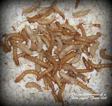 Cheap Chicken Treats Meal Worms Worms Chicken Treats