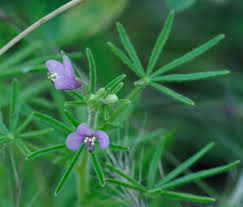 Image result for Cleome rubella