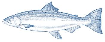 King Salmon Goodfish Australia S Sustainable Seafood Guide Polish your personal project or design with these salmon transparent png images, make it even more personalized and more. king salmon goodfish australia s