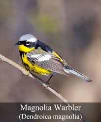 Black Bird With White Tipped Wings And Tail Birdmaster Bird Control Bird Bird Control Bird Species