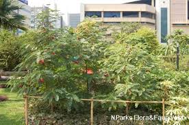 Image result for Sesbania grandiflora