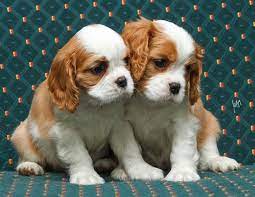 cavalier king charles yavru cavalier king charles yorkshire terrier rottweiler yavrulari