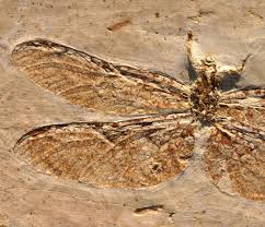 Dragonly Cordulagomphus tuberculatus C. ARLE. & W. IGHTON. , 199 - Trifoss - Trilobites and more Fossils for sale