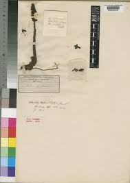 Image result for Alectra orobanchoides