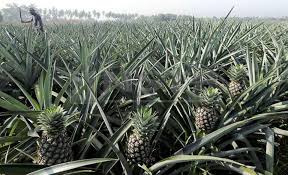 We did not find results for: Nanas Md2 Akan Ditanam Di Kelantan