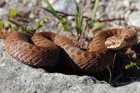 Har man hoggorm i nærheten av hytta eller huset, må man først finne ut hvorfor den er der. Hoggorm Vipera Berus Hoggorm Vipera Berus Funnet Pa Alg Flickr