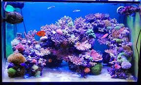 Mars Aqua 300 Watt Led Modification Akvaryum Tuzlu Su Akvaryumlari