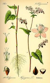 Fagopyrum Esculentum Buckwheat Helps Attract Predatory Insects In The Garden Ble Noir Sarrasin Illustration Botanique