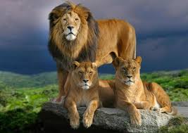 LEONE