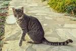 Domestic Shorthair Cat Information and Pictures - PetGuide