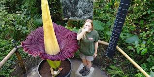 Bunga lily mempunyai lebih dari 100 spesies, nama ilmiah tanaman ini adalah hemerocallis lilioasphodelus lini. 10 Bunga Langka Di Indonesia Dilindungi