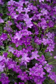 Netps Error Handler Message Campanula Flowers Campanula Portenschlagiana Campanula