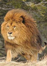 Barbary Lion Became Extinct In The Wild In 1922 Believed To Be Extinct In The In Captivity As Well But There May Be Rare Animals Animals Wild Lion Pictures