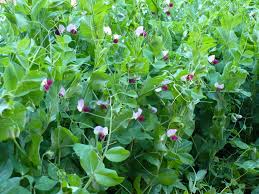 How to pick peas from the garden. Types Of Peas And When To Harvest Peas The Demo Garden Blog