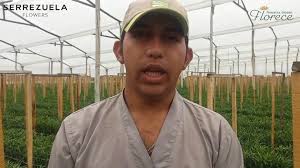 En #serrezuelaflowers hacemos un...