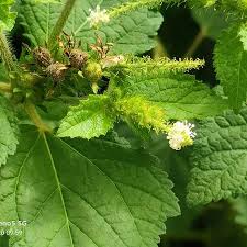 Image result for Croton hirtus