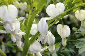 Image result for Dicentra spectabilis alba
