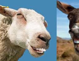 A collection of funny photoshopped pictures with animals. Photoshop In Nice Teeth Into 2 Animal Photos Funny Picture Required Freelancer