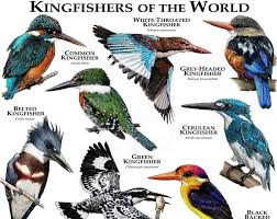 Leopards Of The World Poster Print Kingfisher Kingfisher Bird Beautiful Birds