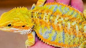 Citrus Yellow Bearded Dragon I Love My Beardies But This Color Is So Pretty Bearded Dragon Baby Bearded Dragon Bearded Dragon Cute