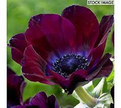 Van Zyverden Wind Flowers Anemones Meron Bordeaux 25 Bulbs Qvc Com In 2021 Bulb Flowers Anemone Anemone Flower