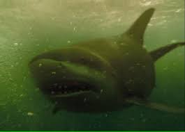 According to variety sara paxton (pictured right; Shark Night 3d Movie Clips W Sara Paxton Katharine Mcphee