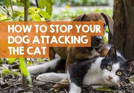 Take your time and follow these tips to help make new introductions smooth and peaceful. Dog Suddenly Aggressive Towards Cat How To Stop The Attacking