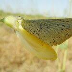 Image result for Sesbania pachycarpa