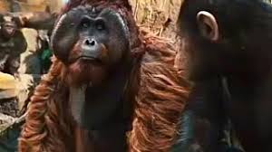 Acho que está sendo modesto. Maurice Conversa Com Cesar Planeta Dos Macacos A Origem 2011 Dublado Hd Youtube