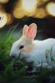 15 Cute Baby Rabbit Images For Whatsapp Dp Animal Photography Wildlife Photography Rabbit Photos
