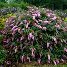 We did not find results for: Photo Essay Extremely Long Bloomers Perennial Resource