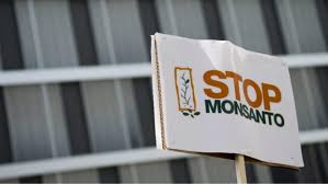 There is also lots of useful information on monsanto's website Ist Monsanto Bose Capital De