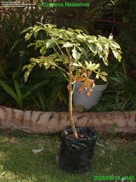 Image result for Cussonia natalensis