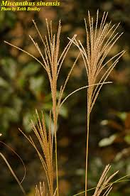 Image result for Miscanthus sinensis