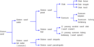 Organisasi sistem saraf pada hewan uniseluler. Jelaskan Struktur Sel Saraf Pada Manusia