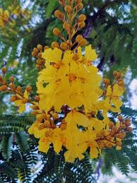 Yellow ray flowers are broad; Is It A Yellow Poinciana Or A Yellow Poinciana Edison And Ford Winter Estates