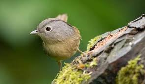 Untuk anda pecinta burung pastinya sudah mengenal burung. Daftar Harga Burung Flamboyan Terbaru September 2020