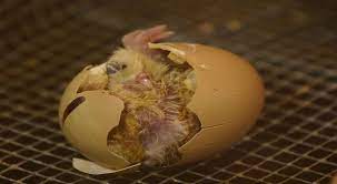 Tidak mudah mengenai beberapa hal yang menjadi penyebab telur ayam tidak menetas, namun anda dapat menyimaknya berikut ini Wah Telur Ayam Lahirkan Anak Burung Okezone Techno