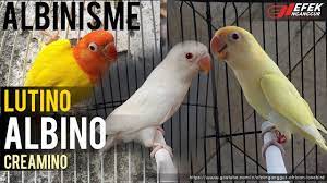 Creamino Lovebird 35 Images Creamino Black Lovebird Cage 8 Store Joven Creamino Lovebirds Agapornis Roseicollis Flickr Bird Pictures