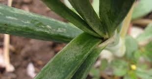 Image result for Onion Thrips