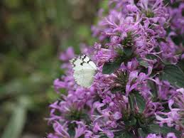 Image result for Hypoestes aristata