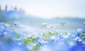 4 5 Million Baby Blue Eyes In Hitachi Seaside Park In Japan Blue Flowers Garden Flower Field Hitachi Seaside Park