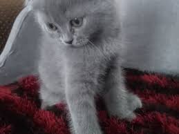 Satilik Kedi Ilanlari Ve Fiyatlari Kedi Sahiplendirme Ilanlari
